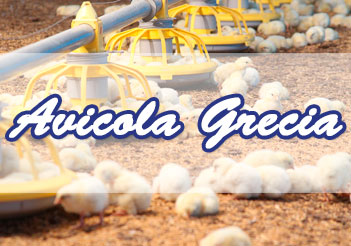 Avicola-Grecia-1.jpg