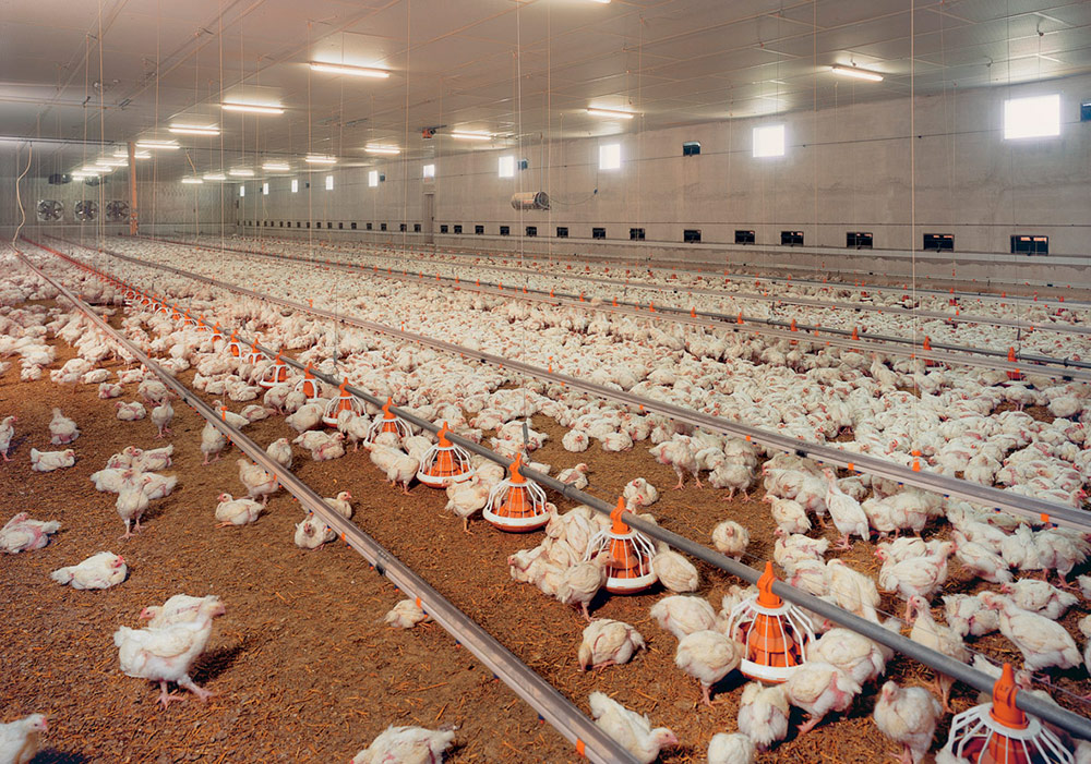 cria-de-pollos-grupo-athanasiadisr-1.jpg